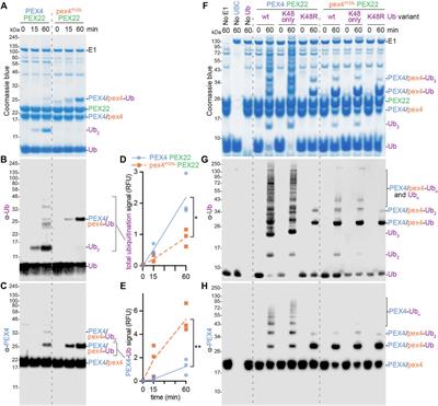 The Structure of the Arabidopsis PEX4-PEX22 Peroxin Complex—Insights Into Ubiquitination at the Peroxisomal Membrane